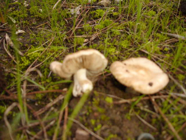 Murgia Novembre 2007-continuazione